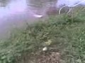 Fighting 32kg Patin of Papar River in Sabah, Malaysia Part 1