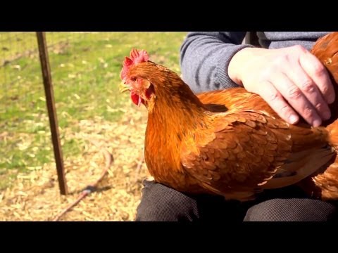 how to vent check a chicken