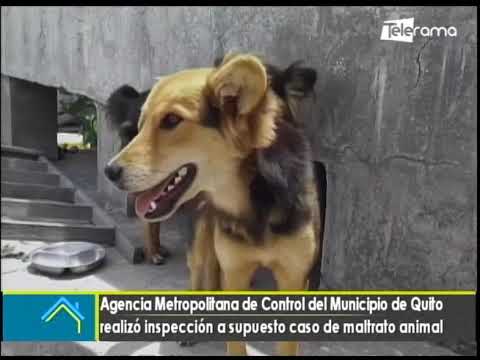 Agencia Metropolitana de control del municipio de Quito realizó inspección a supuesto caso de maltrato animal
