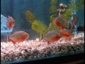 pirana with crazy pleco pirana with crazy pleco
