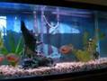 pirana with crazy pleco