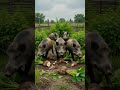wild boar 🐗 to destroyed my suran farming 😂😭🫣# agriculture # kisan 🌱# farming # trending shorts