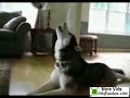 Singing Husky