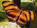 Butterfly Pavilion, Museum of Natural History, Washington DC Butterfly Pavilion, Museum of Natural History, Washington DC