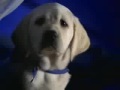 K9 Advantix Commercial Hello Mother Hello Father