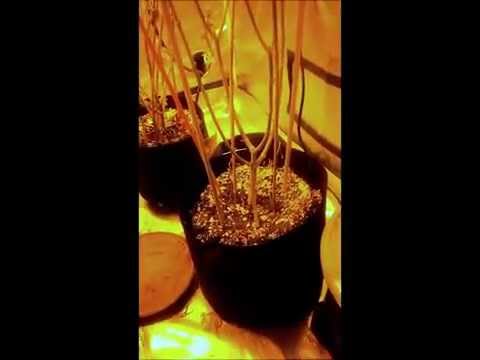 how to mix sensi grow part a and b