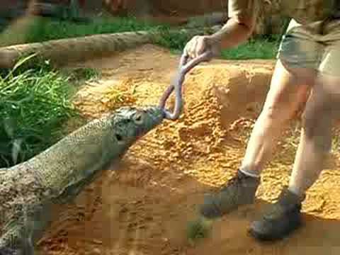 komodo dragon