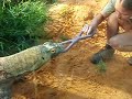 Komodo Dragon Enrichment Komodo Dragon Enrichment