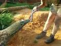 Komodo Dragon Enrichment