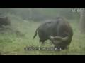 Tigers hunt Largest Wild Cattle Gaurs ! - YouTube