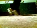 trigzz walk g-inc bi sudy opet