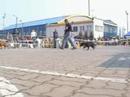 Nowy Dwor Mazowiecki 1.04.07 - staffies Nowy Dwor Mazowiecki 1.04.07 - staffies