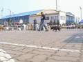 Nowy Dwor Mazowiecki 1.04.07 - staffies