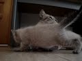 Crias de gato de 1 mes