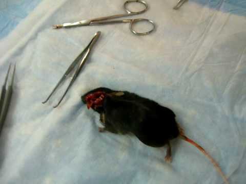 how to isolate mouse hypothalamus