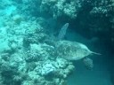 Green Sea Turtle