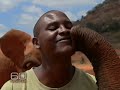 The Elephant Orphanage