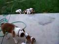 Antiguo Bulldog Inglés video