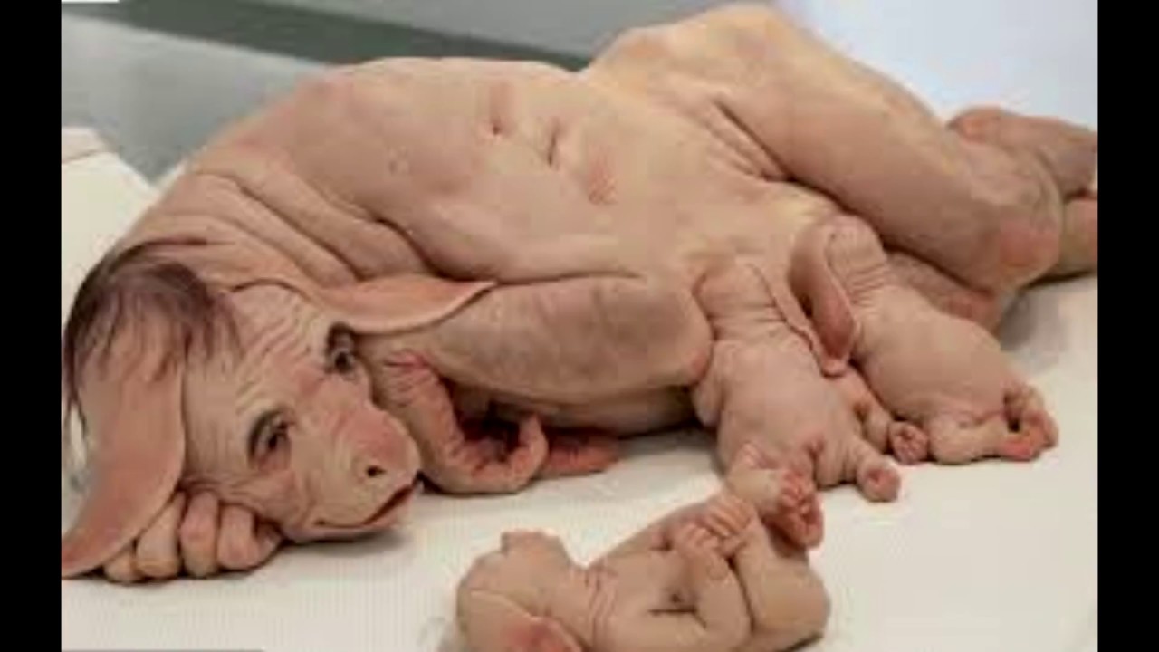 Top 10 Human animal hybrid modified monsters