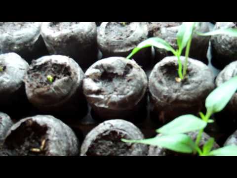 how to transplant swiss chard seedlings