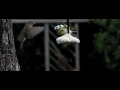 vetbol aerodynamica: roodborst biddend
