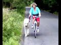 wolfhound learning bike