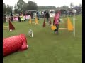 Click here to watch this video Agility Cookie Manche Jumping Dimanche Selectif Par Equipe Ploërmel 2012