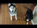 Mishka the Husky and her sister, Moki, do tricks