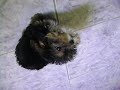 Saudades cachorro Lup!!