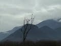 Fraser River Safari Eagle Exp 2008.wmv