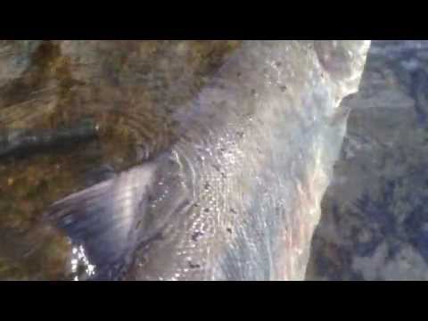 River Tay Salmon Fishing Guide
