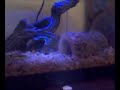 Ball Python - Athena & Medusa Ball Python - Athena & Medusa