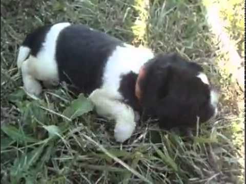 Exceptional Landseer Newfoundland Male OFA
