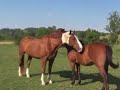 Trillion & Faune grooming each other