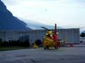videos de dauphin