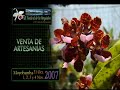 Orquideas, Moyobamba Peru Orquideas, Moyobamba Peru