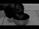 Le Petit Carnivore