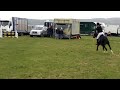 Click here to watch this video willow 90cm kingdome fair