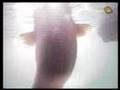 Le silure en chasse vu sous l'eau