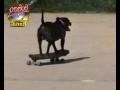 Skateboarding Staffy
