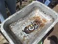 Maranatha2007: Water Draining in Southern Hemisphere