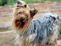 YORKSHIRE TERRIER PUPPIES by Eduardo Durán Haedo YORKSHIRE TERRIER PUPPIES by Eduardo Durán Haedo