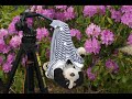 Click here to watch this video Hündchen garten Bilder