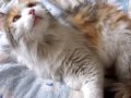 Belly, a girl cat with Belly!