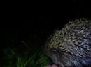 Hedgehog