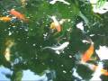 videos de Feeding Frenzy.wmv