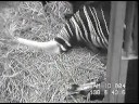 Okapi birth at Zoo Dvur Kralove - Part 1