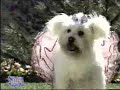 Harald Schmidt Show - Kampfhunde