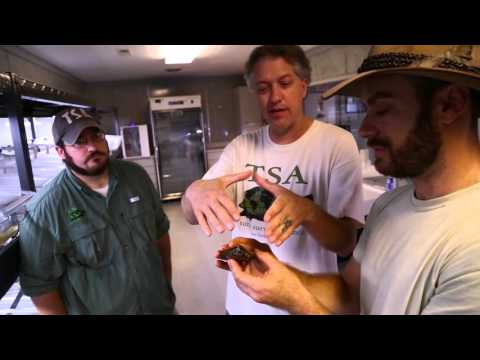YouTube reptile video