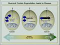 The Ubiquitin Protoe